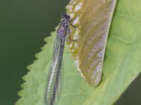 Coenagrion pulchellum female Norra stigen, Toarp, Malmö, Skåne, Sweden 20240511_0235