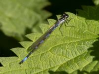 Coenagrion pulchellum male Sege å, A-området, Almåsa, Malmö, Skåne, Sweden 20220515_0078