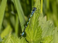 Coenagrion pulchellum male Sege å, A-området, Almåsa, Malmö, Skåne, Sweden 20220515_0088