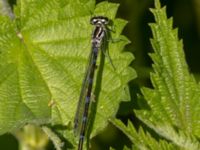 Coenagrion pulchellum male Sege å, A-området, Almåsa, Malmö, Skåne, Sweden 20220515_0090