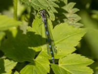 Coenagrion pulchellum male Sege å, A-området, Almåsa, Malmö, Skåne, Sweden 20220515_0093