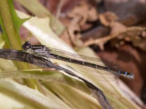 Enallagma annexum - Northern Bluet