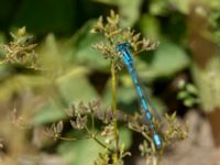 Enallagma cyathigerum Djurminnesplatsen, Spillepeng, Malmö, Skåne, Sweden 20190622_0002