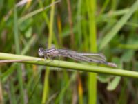 Enallagma cyathigerum female Daghög, Båstad, Skåne, Sweden 20170709_0123