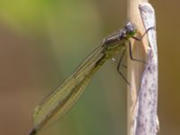 Erythromma najas Hercules dammar, Kristianstad, Skåne, Sweden 20140525_0014