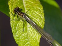 Erythromma najas Sjölunda, Malmö, Skåne, Sweden 20140516_0105