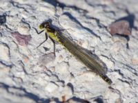 Erythromma najas Sjölunda, Malmö, Skåne, Sweden 20140516_0109