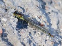 Erythromma najas Sjölunda, Malmö, Skåne, Sweden 20140516_0113