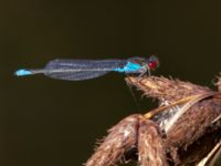 Erythromma viridulum male Norra Vintriedammen, Malmö, Skåne, Sweden 20150806_0066