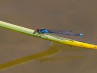 Erythromma viridulum male Norra Vintriedammen, Malmö, Skåne, Sweden 20150806_0069