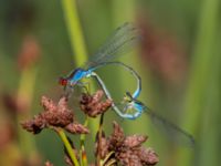 Erythromma viridulum male et female Norra Vintriedammen, Malmö, Skåne, Sweden 20150806_0045