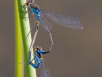 Erythromma viridulum male et female Norra Vintriedammen, Malmö, Skåne, Sweden 20150806_0071