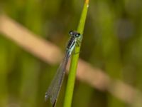 Ischnura elegans male Björkadammen, Bunkeflostrand, Malmö, Skåne, Sweden 20220818_0099