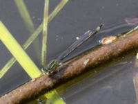 Iscnura elegans Käglingre rekreationsområde, Malmö, Skåne, Sweden 20230521_0057