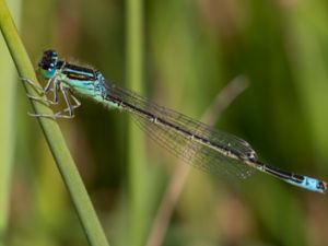 Ischnura pumilio - Small Bluetail - Mindre kustflickslända