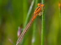 Ischnura pumilio juv female Ikedammen, Malmö, Skåne, Sweden 20130601B-27