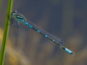 Coenagrion lunulatum - Crescent Bluet - Månflickslända