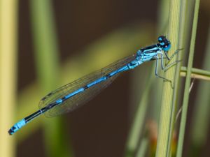 Coenagrion puella - Azure Bluet - Ljus lyrflickslända