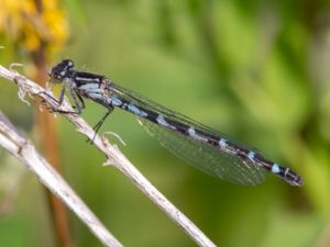 Enallagma boreale - Boreal Bluet