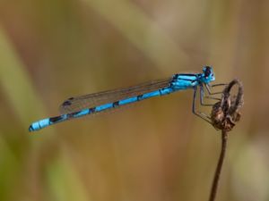 Enallagma cyathigerum - Common Bluet - Sjöflickslända