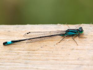 Ischnura elegans - Common Bluetail - Större kustflickslända