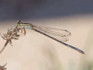 Ischnura genei - Island Bluetail - Tyrrensk flickslända