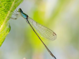 Nehalennia speciosa - Pygmy Damselfly - Dvärgflickslända