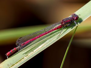 Pyrrhosoma nymphula - Large Red Damsel - Röd flickslända