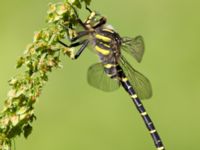 Cordulegaster boltonii male Odensjön, Svalöv, Skåne, Sweden 20130720-34