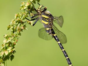 Cordulegaster boltonii - Common Goldenring - Kungstrollslända