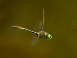 Cordulia aenea - Downy Emerald - Guldtrollslända