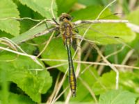 Cordulia aenea male Toarp, Malmö, Skåne, Sweden 20180511_0043