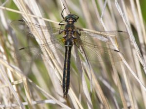 Cordulia shurtleffii - American Emerald