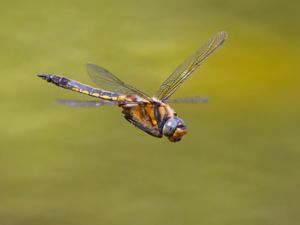 Epitheca bimaculata - Eurasian Baskettail - Tvåfläckad trollslända