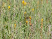 Somatochlora arctica Långalts myr, Skånes Fagerhult, Örkelljunga, Skåne, Sweden 20160713B_0048