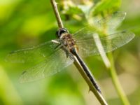 Somatochlora flavomaculata Järavallen, Kävlinge, Skåne, Sweden 20160709_0087