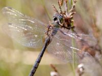 Somatochlora flavomaculata Traneröds mosse, Eslöv, Skåne, Sweden 20130720-65