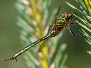 Somatochlora metallica - Brilliant Emerald - Metalltrollslända