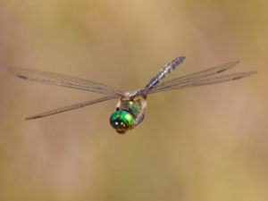 Somatochlora flavomaculata - Yellow-spotted Emerald - Gulfläckad glanstrollslända