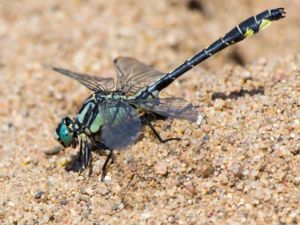 Gomphus vulgatissimus - Common Clubtail - Sandflodtrollslända