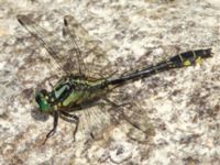 Gomphus vulgatissimus Lottagården, Krankesjön, Lund, Skåne, Sweden 20120609B 316