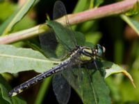 Gomphus vulgatissimus male Gunnaröd, Eslöv, Skåne, Sweden 20130717B-63