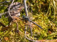 Gomphus vulgatissimus male Kroksjön, Bräkne Hoby, Karlshamn, Blekinge 20140608_0142