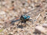 Gomphus vulgatissimus male Vombs östra vattenverksdammar, Lund, Skåne, Sweden 20130617B-21