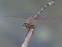 Lindenia tetraphylla female Laloumas reservoir, Crete, Greece 20130710B 074