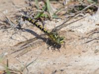 Onychogomphus forcipatus female Dammen, Ivö klack, Ivön, Kristianstad, Skåne, Sweden 20150820_0002