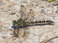 Onychogomphus forcipatus female Dammen, Ivö klack, Ivön, Kristianstad, Skåne, Sweden 20150820_0005