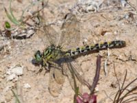 Onychogomphus forcipatus female Dammen, Ivö klack, Ivön, Kristianstad, Skåne, Sweden 20150820_0011