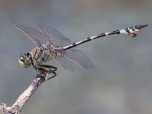 Lindenia tetraphylla - Bladetail - Magnifik flodtrollslända