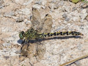 Onychogomphus forcipatus - Small Pincertail - Stenflodtrollslända